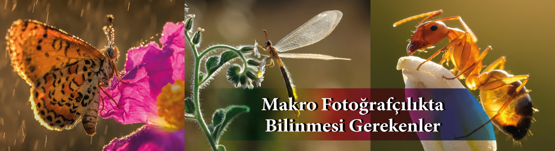 makro_fotografcilik